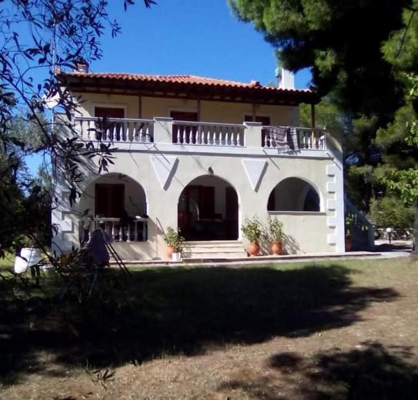 Pine tree house