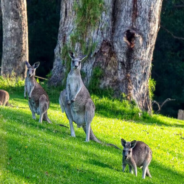 Private room adjacent a Kangaroo filled valley. Near Melbourne Airport. Pets ✓