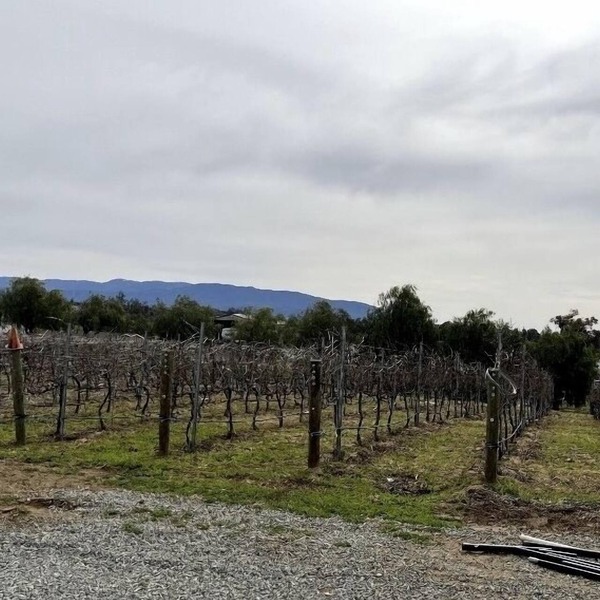 Quiet Vineyard/Pet friendly!