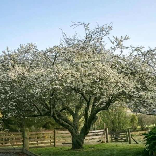Quince Cottage, Mapua