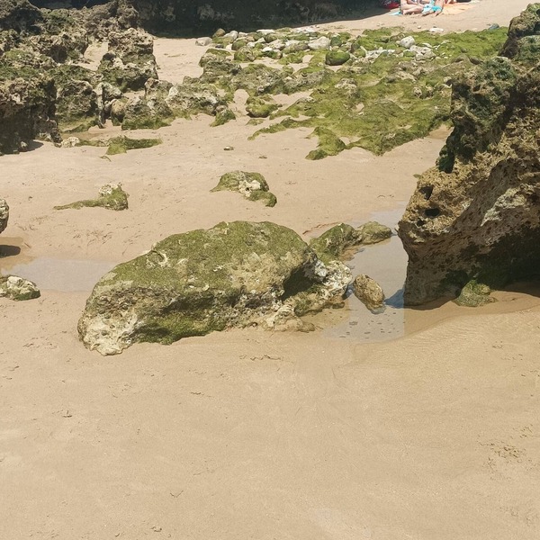 Reboleira