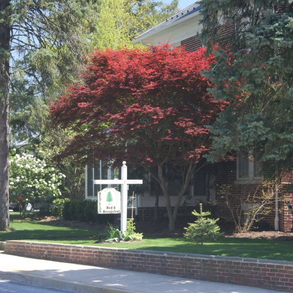 Red Lion Bed & Breakfast