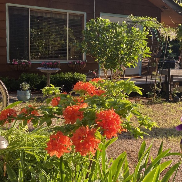 Romantic Cottage with a covered Gas Fire Pit, 10 min walk to Sargeant Bay Beach