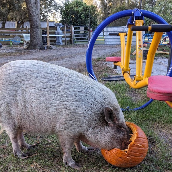 Rooterville Animal Sanctuary