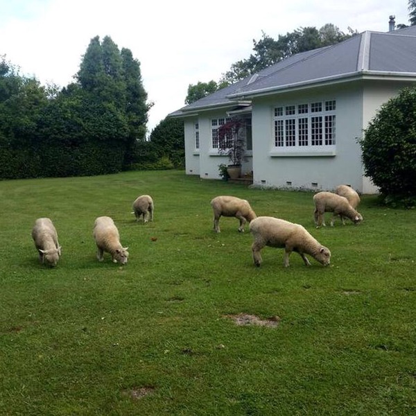 Rustic Getaway on a Farm with Breakfast Included in Cambridge, North Island