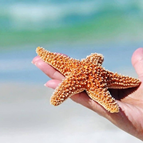 Salty Starfish: Work-Play-Relax-Beach-Bay-Pets OK