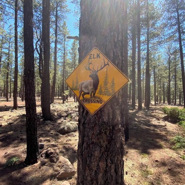 Secluded, Historic Wrigley Ranch Cabin- Pine Forest- 25 Acres Near Grand Canyon