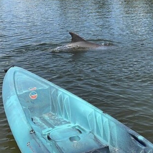Stay Where Dolphins Play,Water Front