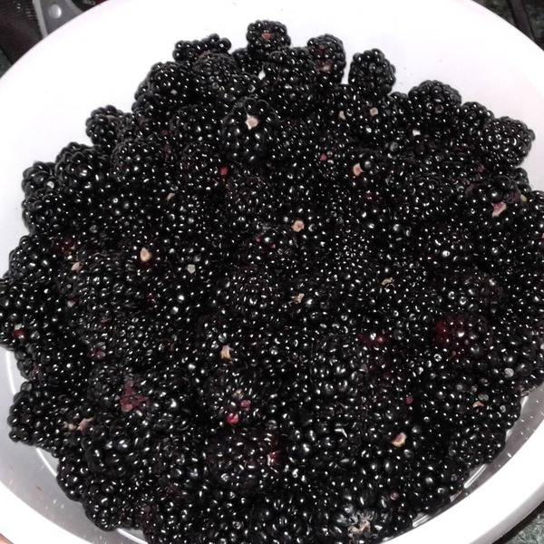 Stillhouse Hideaway on a Distillery and organic blueberry/blackberry farm