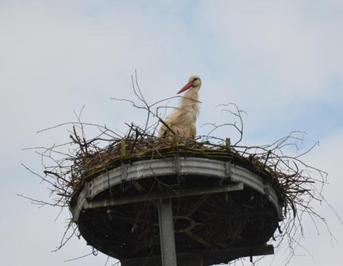 Storchennest an der Spree in Radinkendorf
