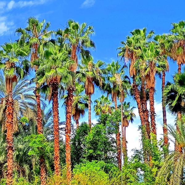 Superb Apt ! Exceptional View of Majorelle's Gardens, Yves Saint Laurent Street