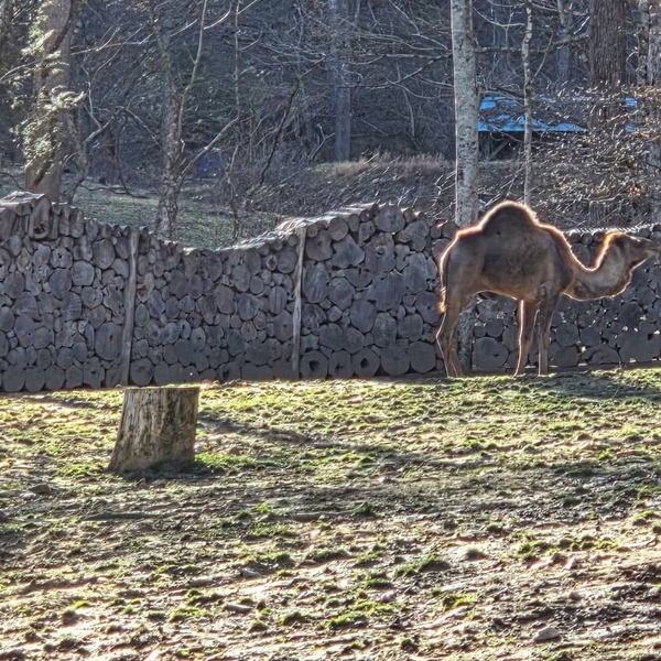 The Cozy Camel