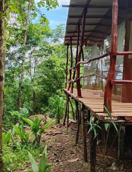 The Forest Cabin