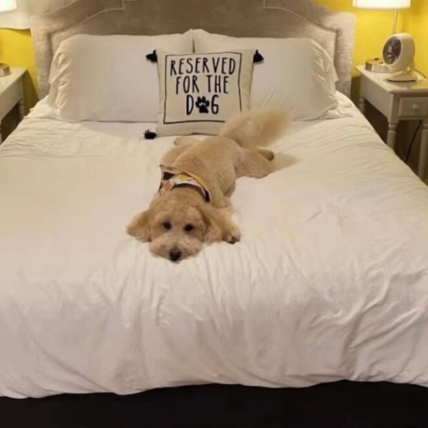 The Lemon Drop. 💛A Pup’s Dream Vacay!