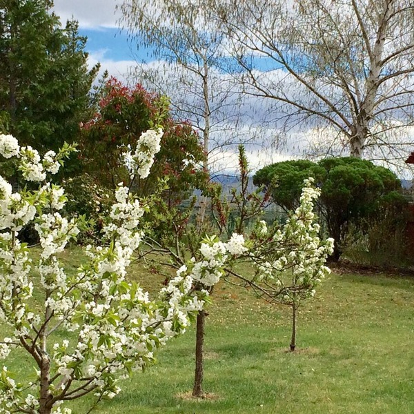 The Orchard Studio - charming, private and compact.