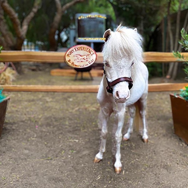 The Pony Experience; Glamping with Private Petting Zoo