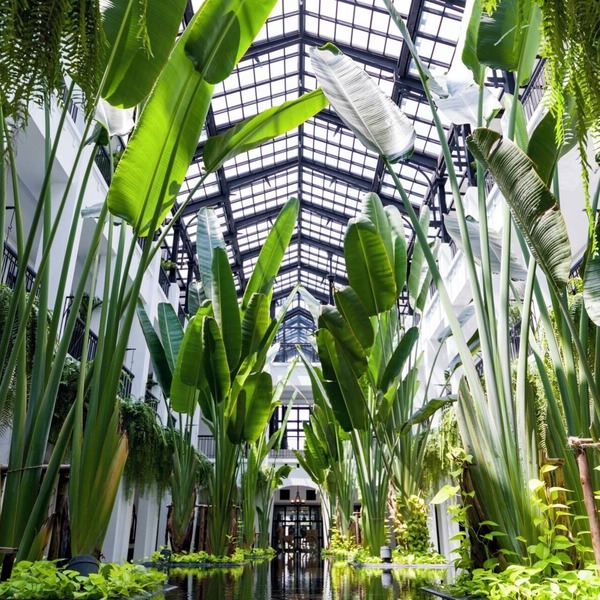 The Siam