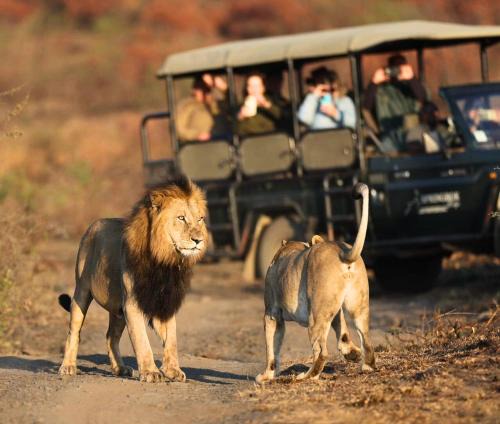 The Springbok Lodge