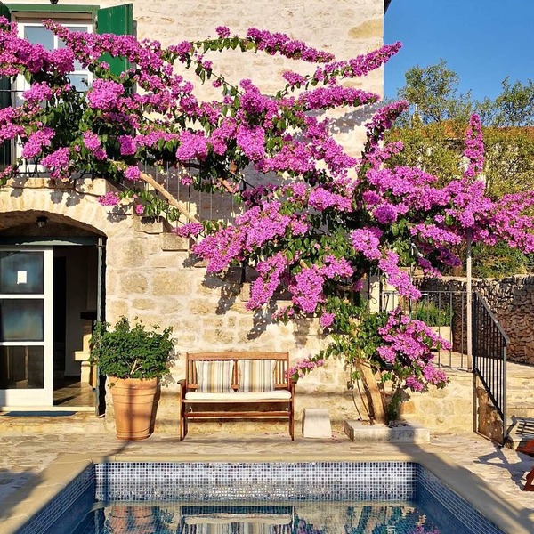 Villa Ivana Summary: