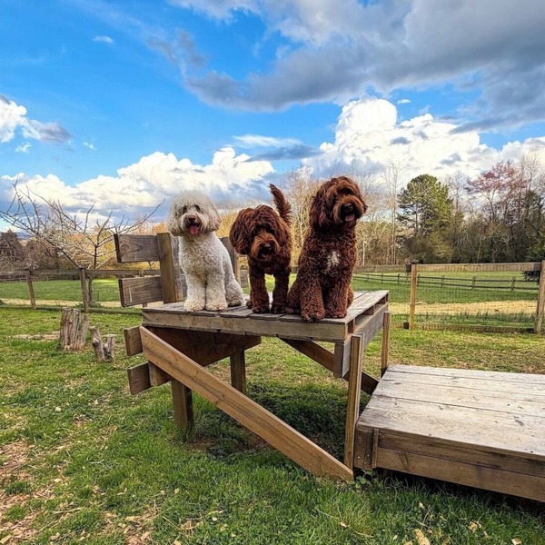 WeLoveALLDogs/FullyFencedYards/Firepit/Views/2King