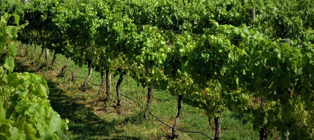 305inthevines
