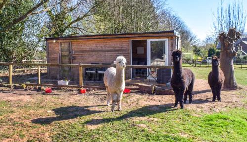 Alpaca Lodge