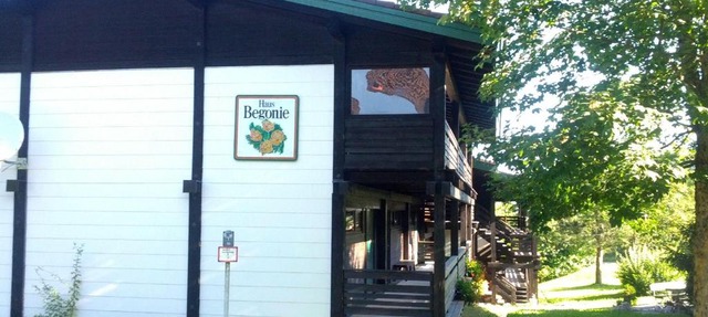 Begonie