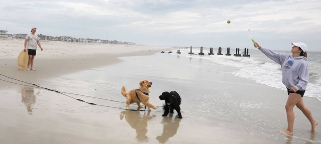 Cape May short walk to the Bay Dogs Welcome!