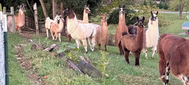 Charming Llama villa at a Llama Farm with beautiful Mountain Views and Sun views
