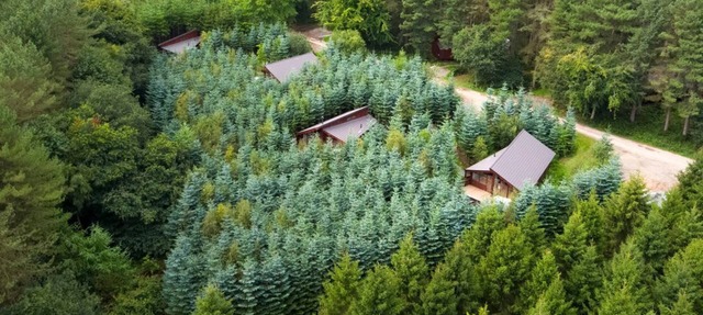 Delamere Forest Golden Oak 2 doubles and 1 twin