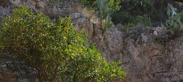 Disabled accessible large stone house in orange grove