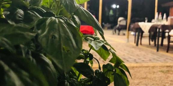 Fattoria Il Noce B&B
