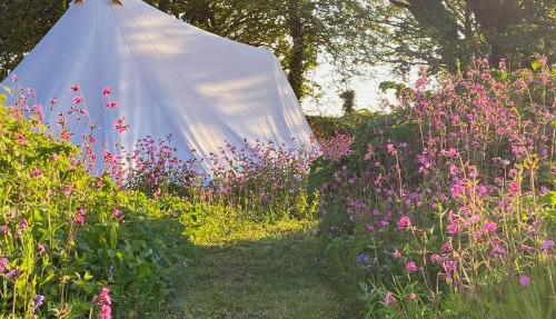 Foxglove Field Glamping