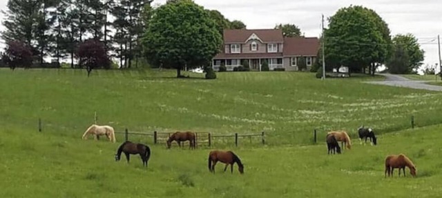 Galloping Getaway on the rolling hills of GemStone Stable