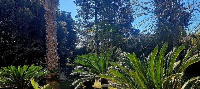 La Pineta