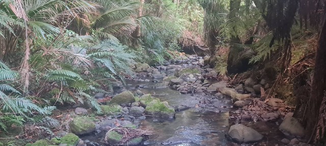 Nature at its Best - Native bush tranquil & secluded