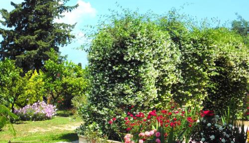 Olga's Hill