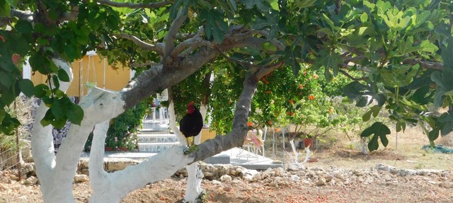 rooster