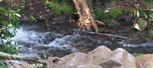 Secluded with bold creek at 4000 elevation