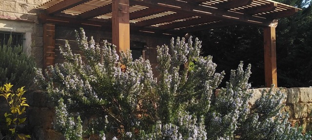 the blue strawberry tree apartment