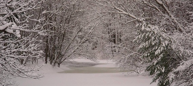 The Maples at Warner