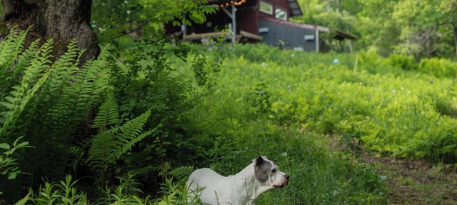 The Studio with a View. Bring your dog, too!
