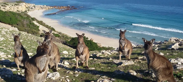 Waves and Wildlife