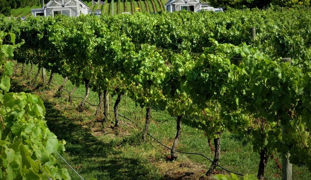 305inthevines