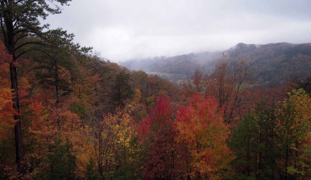 A Beautiful View in Shagbark