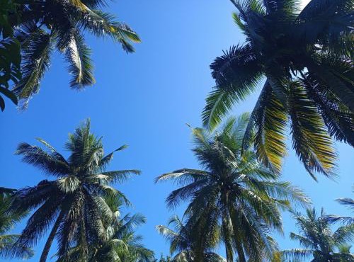 A2 Coconut