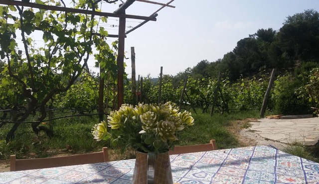 Accommodation in vineyard, sea view, Wifi, parking space