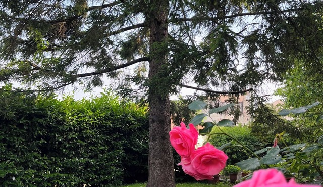 Accommodation the pine tree