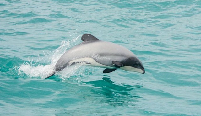 Akaroa Dolphins ~ Harbour Nature Cruise