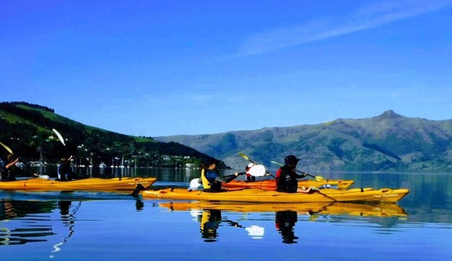 Akaroa Shore Excursion: Wildlife and Sea Kayaking Safari